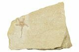 Jurassic Brittle Star Fossil - Solnhofen #244330-1
